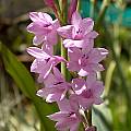 Watsonia amatolae, Cameron McMaster [Shift+click to enlarge, Click to go to wiki entry]