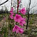 Watsonia borbonica ssp. ardernei, Cameron McMaster