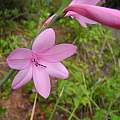 Watsonia borbonica ssp. borbonica, Mary Sue Ittner