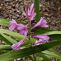 Watsonia borbonica ssp. borbonica, Mary Sue Ittner