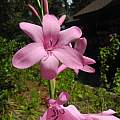 Watsonia borbonica ssp. borbonica, Mary Sue Ittner