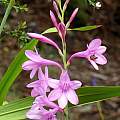 Watsonia borbonica ssp. borbonica, Mary Sue Ittner