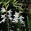 Watsonia borbonica, Mary Sue Ittner