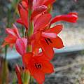 Watsonia coccinea, Mary Sue Ittner