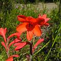 Watsonia coccinea, Mary Sue Ittner