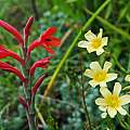 Watsonia coccinea, Mary Sue Ittner
