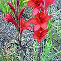 Watsonia coccinea, Mary Sue Ittner [Shift+click to enlarge, Click to go to wiki entry]