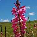 Watsonia confusa, Maclear, Mary Sue Ittner [Shift+click to enlarge, Click to go to wiki entry]