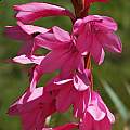 Watsonia confusa, Maclear, Mary Sue Ittner [Shift+click to enlarge, Click to go to wiki entry]