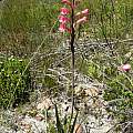 Watsonia fourcadei, Napier Mountain, Cameron McMaster