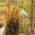 Watsonia galpinii, Sandra Falanga, iNaturalist, CC BY-NC