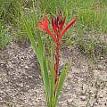 Watsonia gladioloides, Aurora Peak, Cameron McMaster Watsonia gladioloides, Aurora Peak, Cameron McMaster