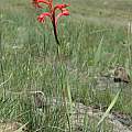 Watsonia gladioloides, Bob Rutemoeller Watsonia gladioloides, Bob Rutemoeller