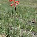 Watsonia gladioloides, Bob Rutemoeller