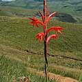 Watsonia gladioloides, Mary Sue Ittner [Shift+click to enlarge, Click to go to wiki entry]