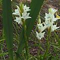 Watsonia humilis, Mary Sue Ittner