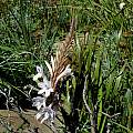 Watsonia pillansii hybrid, Gaika's Kop, Mary Sue Ittner