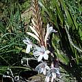 Watsonia pillansii hybrid, Gaika's Kop, Mary Sue Ittner [Shift+click to enlarge, Click to go to wiki entry]