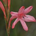 possibly Watsonia knysnana, Mary Sue Ittner