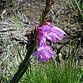 Watsonia knysnana or hybrid, Gaika's Kop, Mary Sue Ittner [Shift+click to enlarge, Click to go to wiki entry]