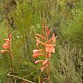 Watsonia knysnana, Cameron McMaster [Shift+click to enlarge, Click to go to wiki entry]