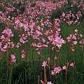 Watsonia laccata, Rod Saunders