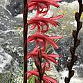 Watsonia latifolia, David Hoare, iNaturalist, CC BY-NC