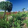Watsonia latifolia, Rod Saunders