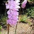 Watsonia marginata and insect, Mary Sue Ittner