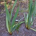 Watsonia marginata, leaves, Mary Sue Ittner