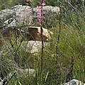 Watsonia marlothii, Felix Riegel, iNaturalist, CC BY-NC