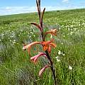 Watsonia meriana, Darling, Cameron McMaster