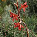 Watsonia meriana, Namaqualand, Mary Sue Ittner [Shift+click to enlarge, Click to go to wiki entry]