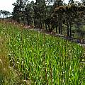 Watsonia meriana var. bulbillifera, Lion's Head, Mary Sue Ittner
