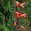 Watsonia meriana var. bulbillifera, Lion's Head, Mary Sue Ittner