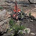 Watsonia pillansii or hybrid, Gaika's Kop, Bob Rutemoeller