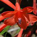Watsonia pillansii or hybrid, Gaika's Kop, Mary Sue Ittner