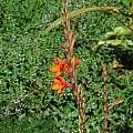 Watsonia pillansii, Kirstenbosch, Mary Sue Ittner