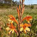 Watsonia pillansii, Cameron McMaster [Shift+click to enlarge, Click to go to wiki entry]