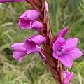 Watsonia pulchra, Linda Loffler, iNaturalist, CC BY-NC