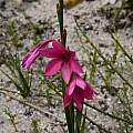 Watsonia rogersii, Vera Frith, iNaturalist, CC BY-NC