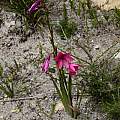 Watsonia rogersii, Vera Frith, iNaturalist, CC BY-NC