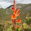 Watsonia schlechteri, Boskloof, Cameron McMaster [Shift+click to enlarge, Click to go to wiki entry]