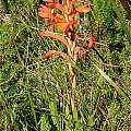 Watsonia spectabilis, Stellenbosch, Andrew Harvie