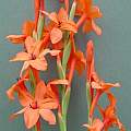 Watsonia stenosiphon, Audrey Cain [Shift+click to enlarge, Click to go to wiki entry]