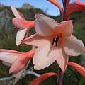 Watsonia tabularis, Rod Saunders [Shift+click to enlarge, Click to go to wiki entry]