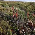 Watsonia tabularis, Tony Rebelo, iNaturalist, CC BY-SA