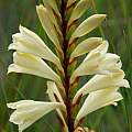 Watsonia watsonioides, Nick de Rothschild [Shift+click to enlarge, Click to go to wiki entry]