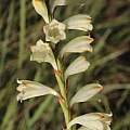 Watsonia watsonioides, Tony Rebelo, iNaturalist, CC BY-SA