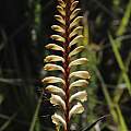 Watsonia watsonioides, Tony Rebelo, iNaturalist, CC BY-SA